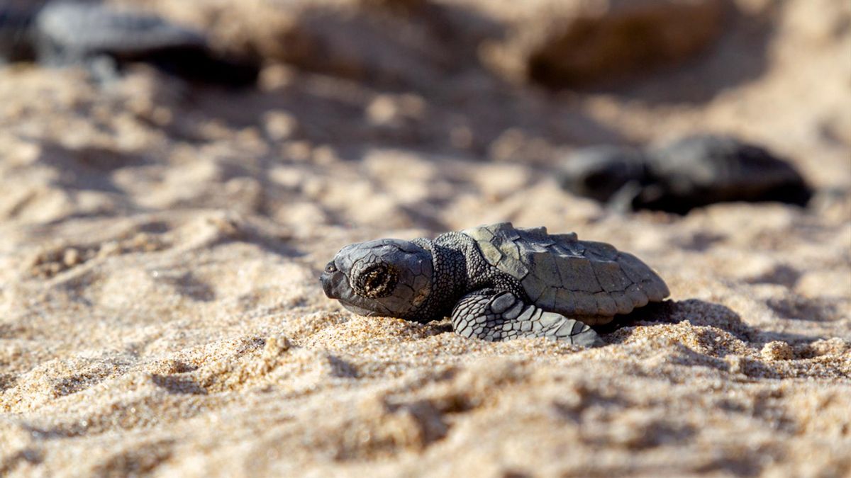 Nacimiento de tortugas en Parador El Saler