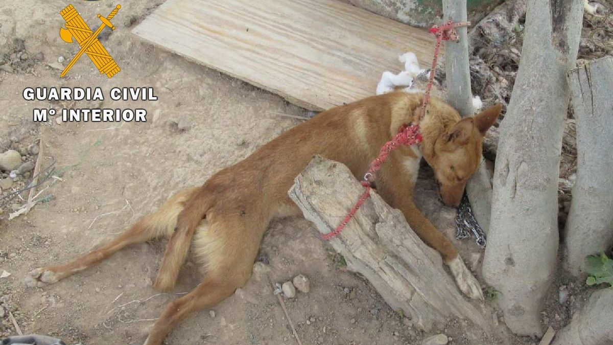 Archivo - Imagen de archivo de un perro desfallecido
