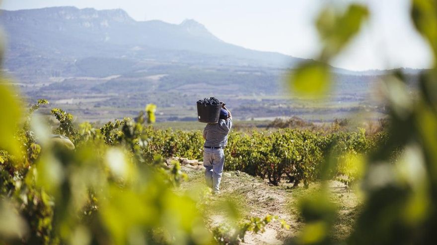 El Consejo Regulador obligará a destilar el exceso de producción de uva que supere el rendimiento amparado