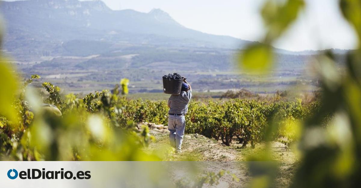 La vendimia en Rioja, entre la romantización para el turista y las malas condiciones laborales