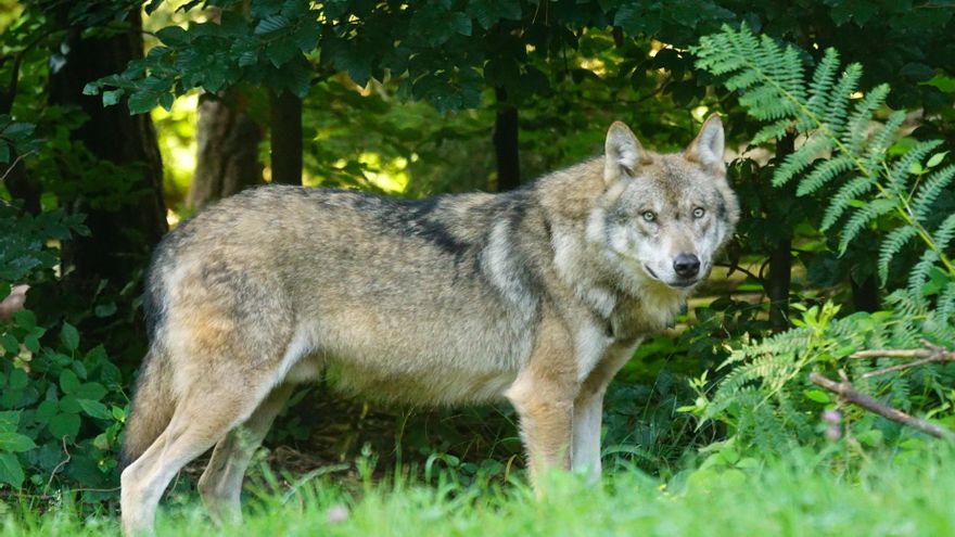 Euskadi destina 480.000 euros al plan de gestión del lobo que persigue la caza furtiva y promueve el pastoreo contra los ataques