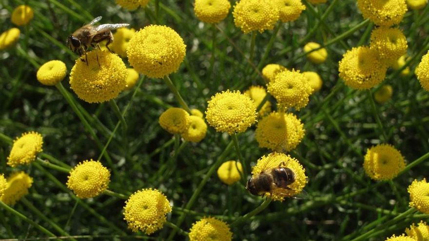 Flores contra una autovía: tres especies de plantas amenazadas fuerzan a cambiar la infraestructura que unirá Santiago y Lugo