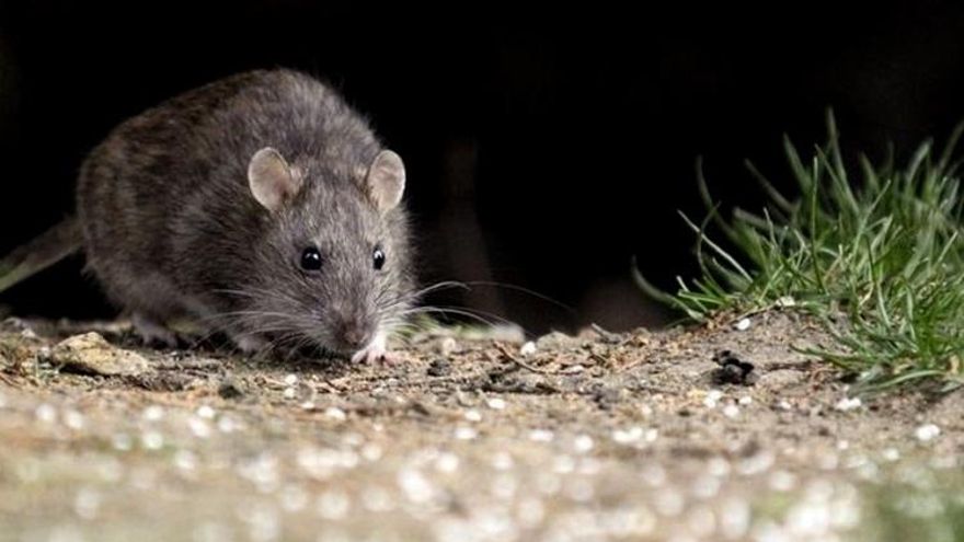 Los “tours” de ratas, la última moda en una Nueva York infestada de roedores