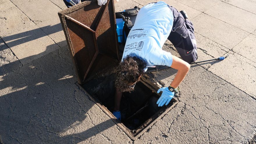 Las Palmas de Gran Canaria realizó en abril 175 actuaciones contra ratas e insectos en sus cinco distritos