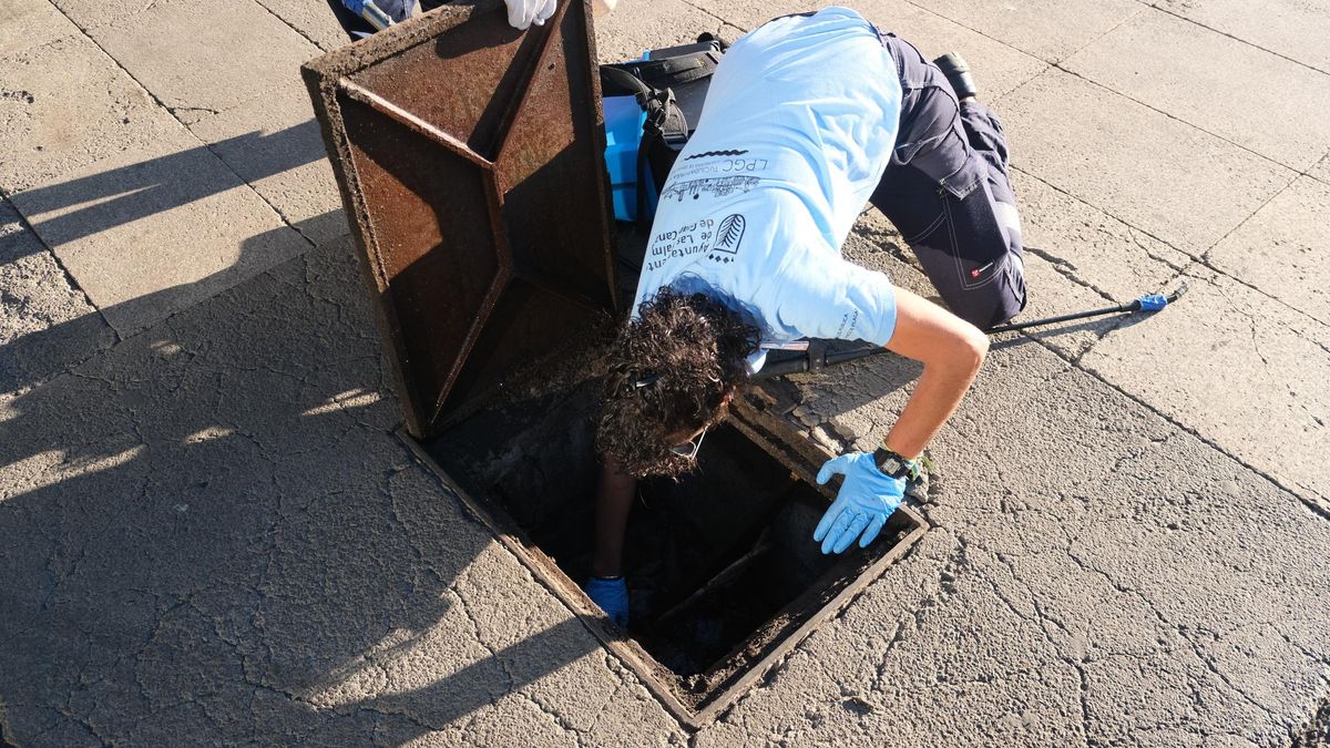 Las Palmas de Gran Canaria realizó en abril 175 actuaciones contra ratas e insectos en sus cinco distritos