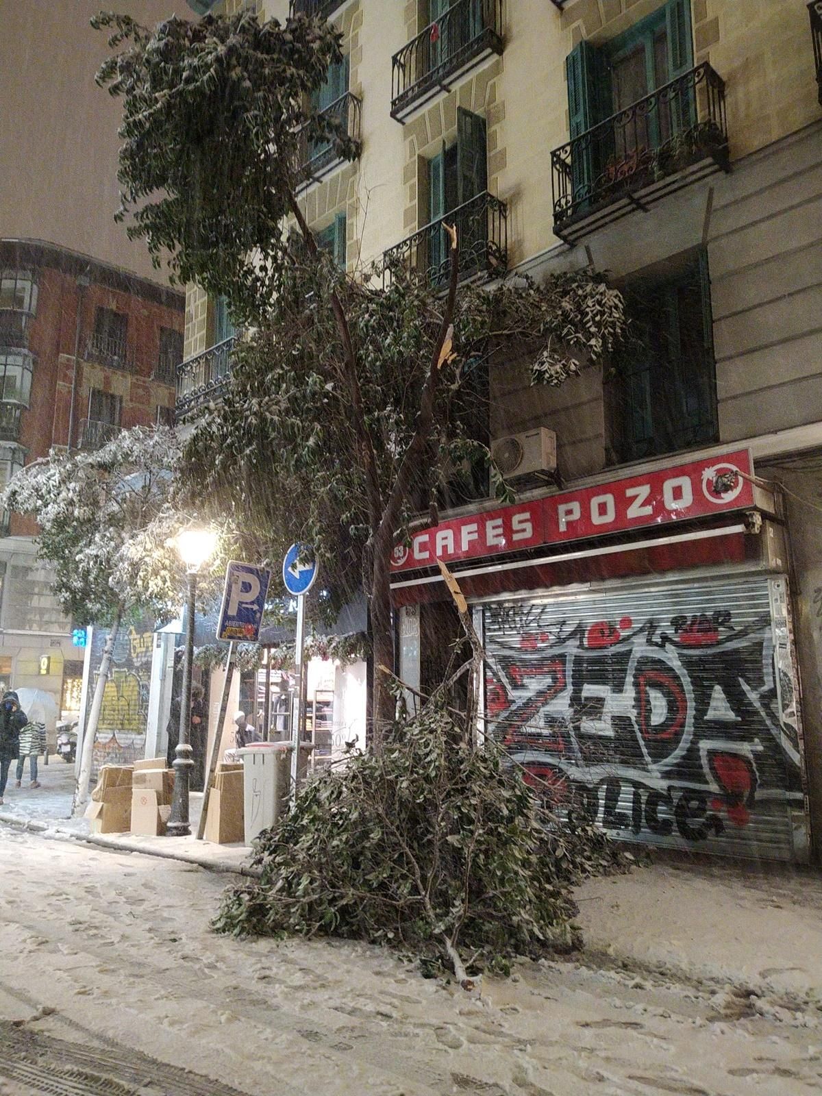Ramas y árboles caídos en Malasaña a causa de la nieve