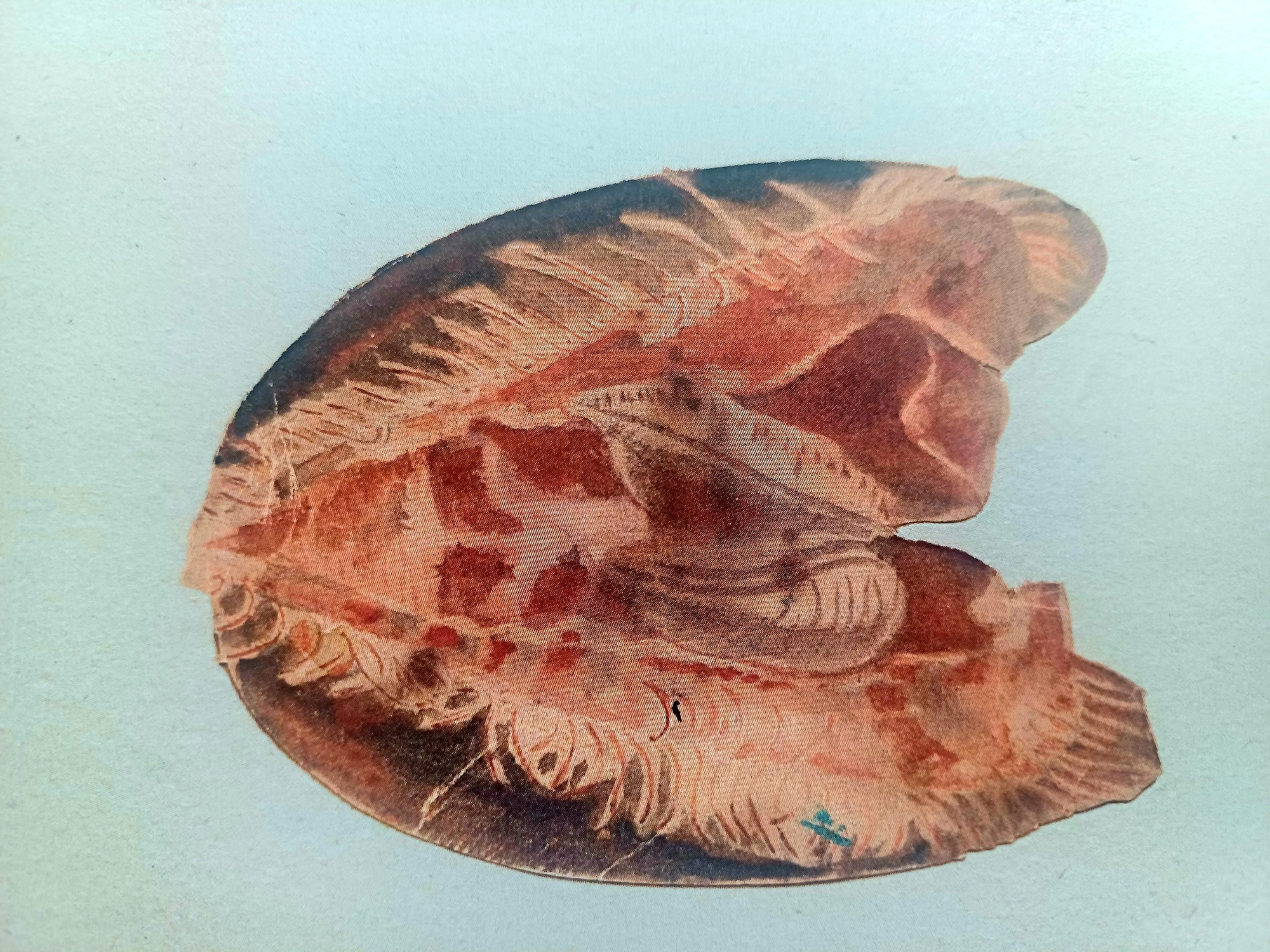 Molusco bivalvo dibujado por Luisa de la Vega. Colección Estación de Biología Marina en el Museo Marítimo del Cantábrico. Depósito del IEO-CSIC.