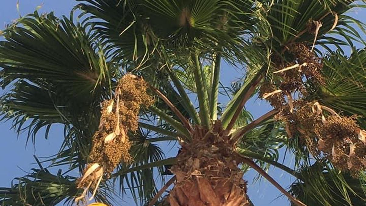 Rescatista de GIORS Gran Canaria durante la intervención para salvar a un gato en el sur de Gran Canaria.