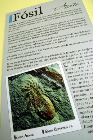 César Sánchez / ICAL Carte explicativo sobre el fósil de una araña expuesto en la sede de la Asociación Mineralógica Aragonito Azul, en la Casa de las Gentes de Bembibre (León), y que es la imagen de un sello con motivo del X aniversario de la asociación.