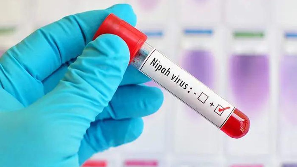 Virus Nipah: qué es, cómo se transmite y cuáles son los síntomas
