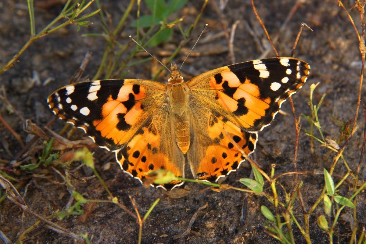 Un ejemplar de la mariposa de los cardos