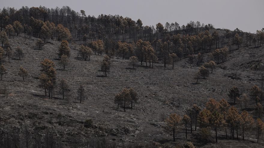 Piden ayuda "urgente" para alimentar a la fauna silvestre de la Sierra Norte de Guadalajara tras el incendio de La Mierla