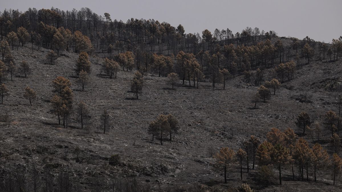 Piden ayuda "urgente" para alimentar a la fauna silvestre de la Sierra Norte de Guadalajara tras el incendio de La Mierla