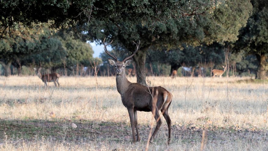 Proanimal se querella contra el Gobierno de Castilla-La Mancha por permitir a los cazadores saltarse el cierre perimetral autonómico