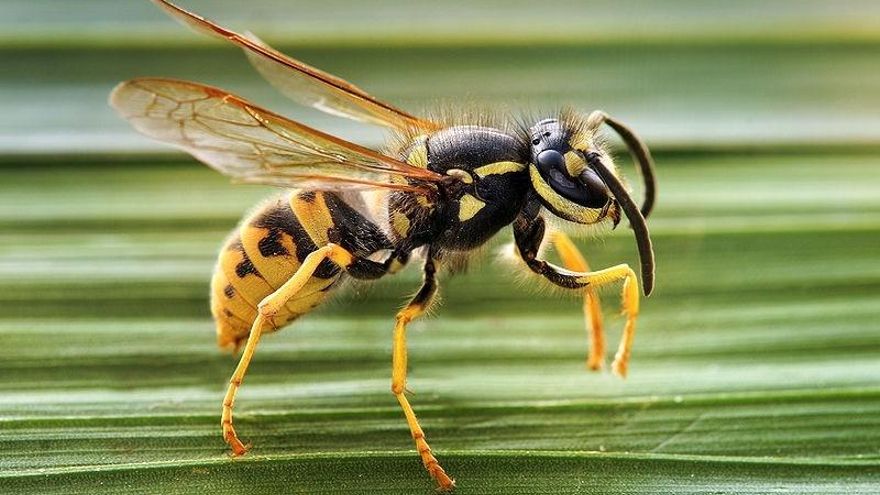 Las cinco claves para evitar que las avispas aniden en persianas, ventanas y tejados con el calor