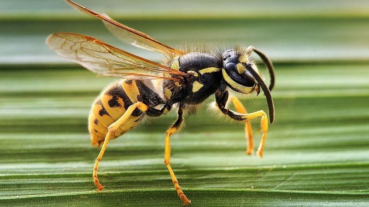 Las cinco claves para evitar que las avispas aniden en persianas, ventanas y tejados con el calor