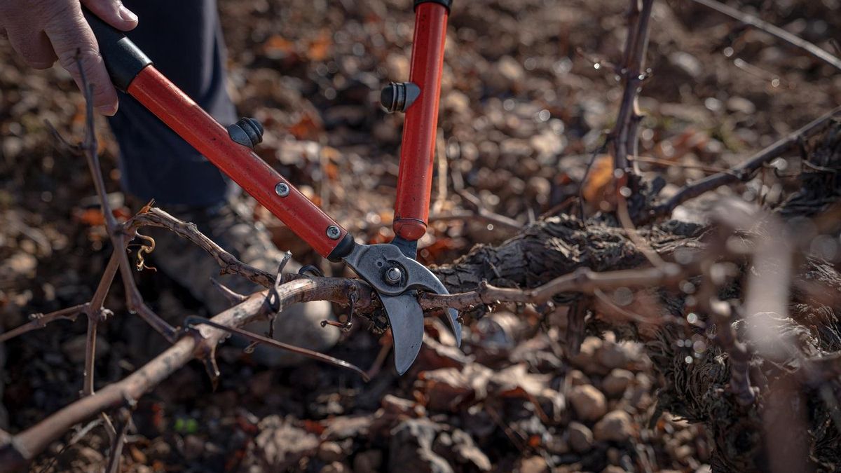 Un momento de la poda