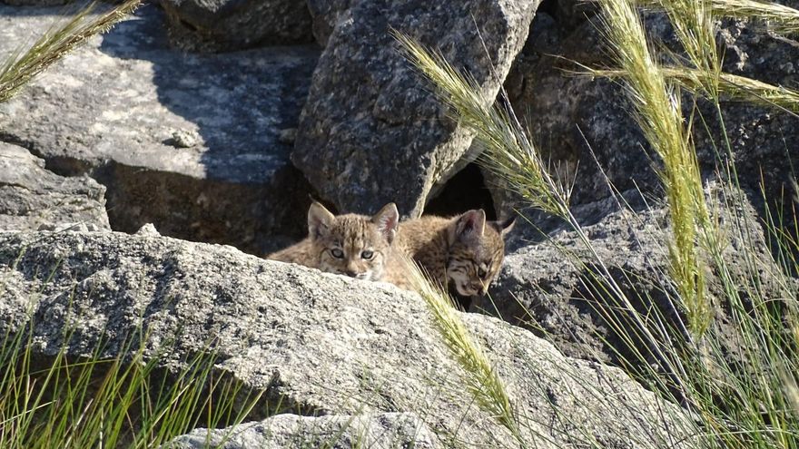 El número de ejemplares de lince se acerca a los 600 en Castilla-La Mancha: "Hemos cumplido con los objetivos marcados"