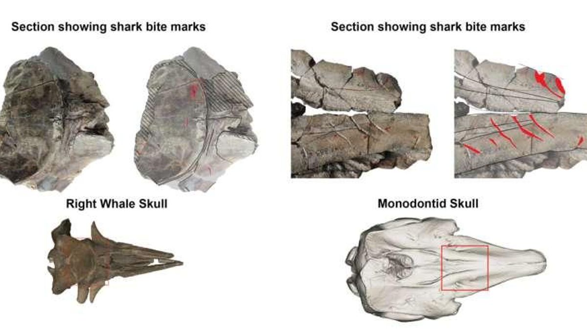 El pasado marino da pistas sobre lo que puede ocurrir ahora