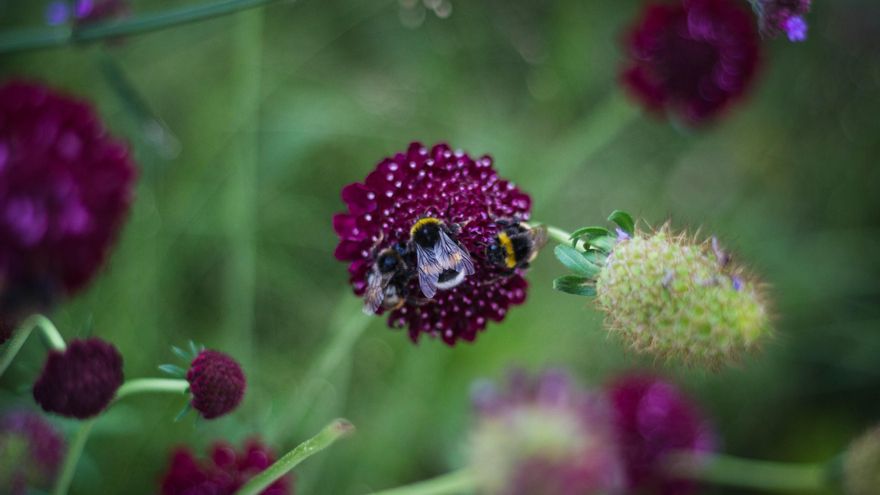 Plantas: los mejores pesticidas caseros y agroecológicos para eliminar las plagas de tu jardín