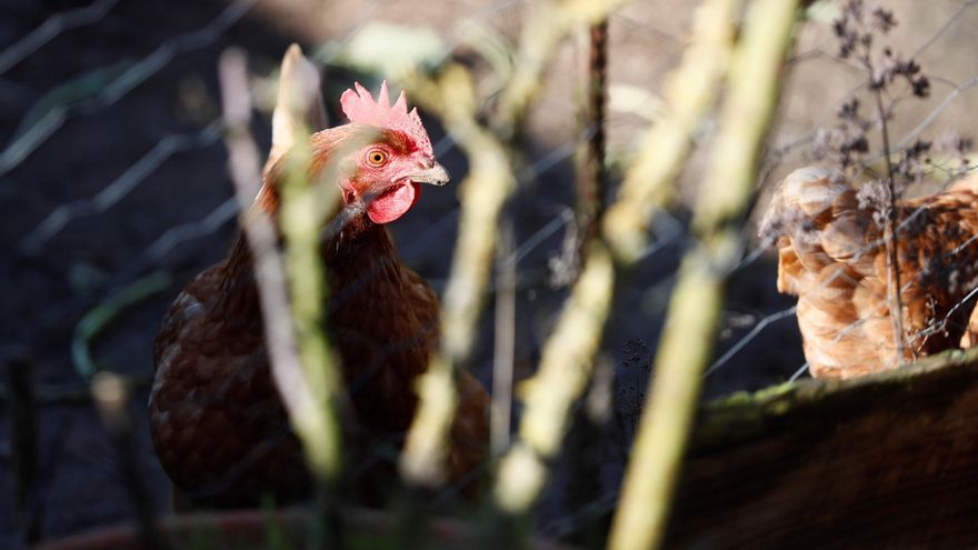 Una gallina con una cámara provoca un incidente en una base militar de Girona