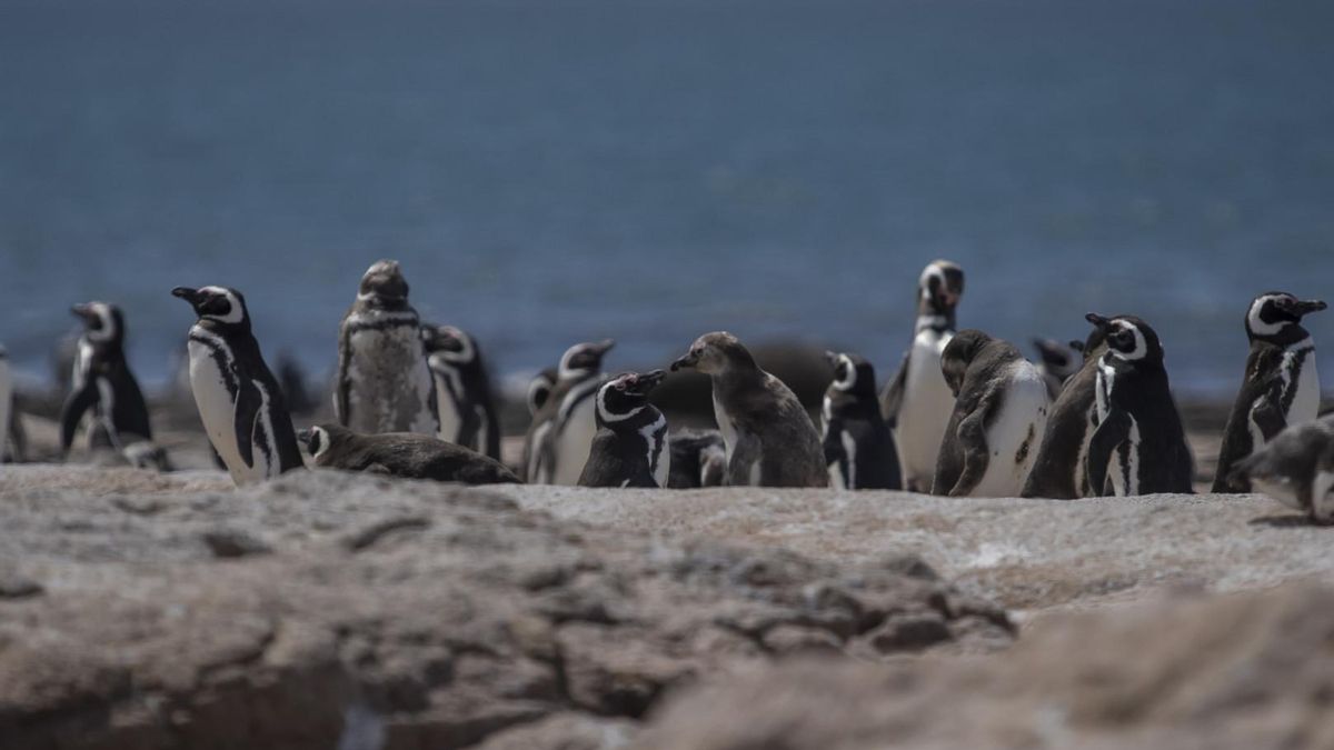 El punto más septentrional de anidación de los pingüinos de Magallanés (Spheniscus magellanicus) está en Islote Lobos. Foto: cortesía Parques Nacionales