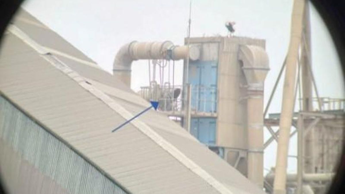 Los sorprendentes nidos de garza sobre una antigua central térmica