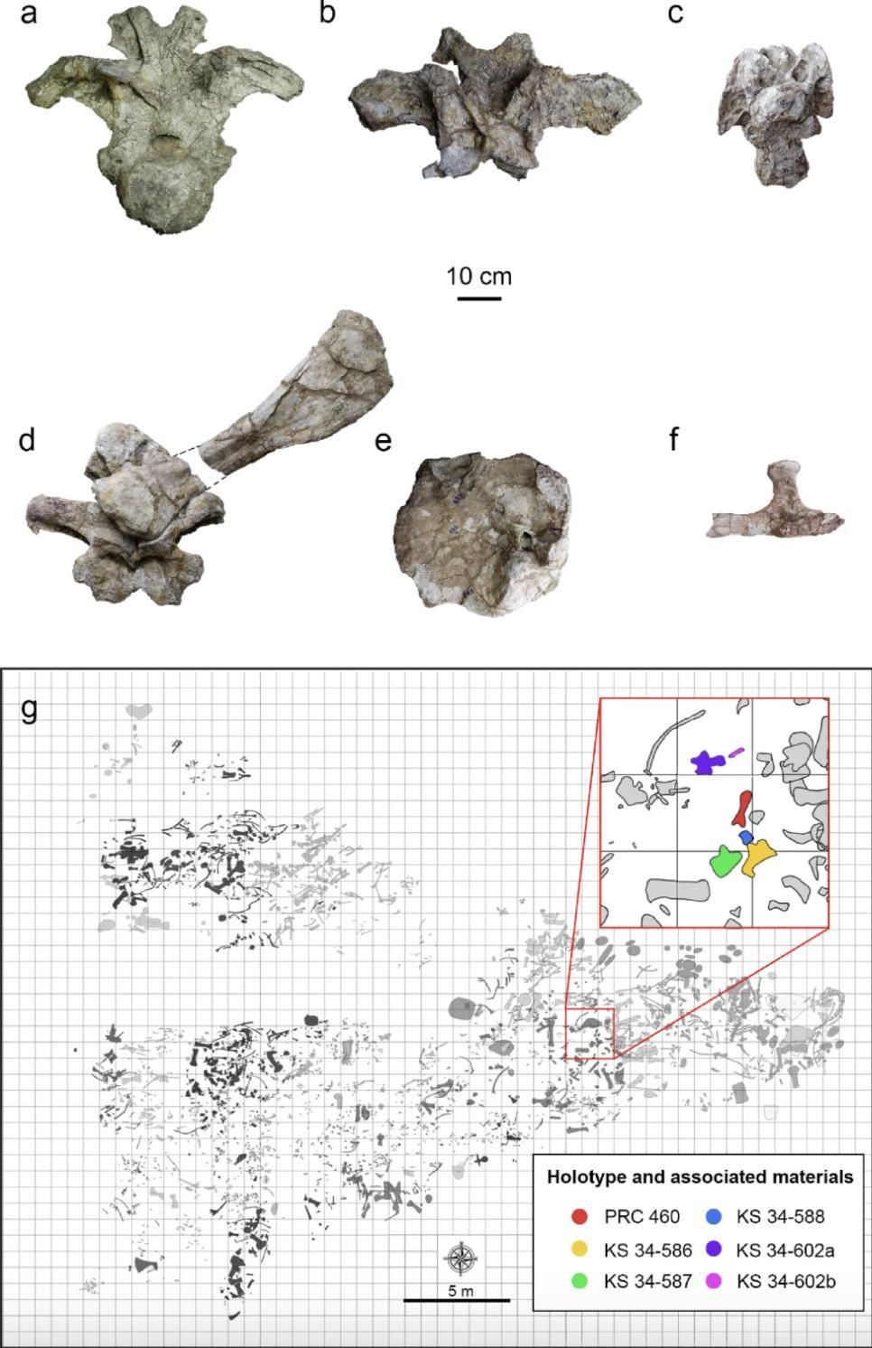 Holotipo de Uragasaurus kalasinensis (PRC 460) y materiales asociados en el mapa de la cantera.