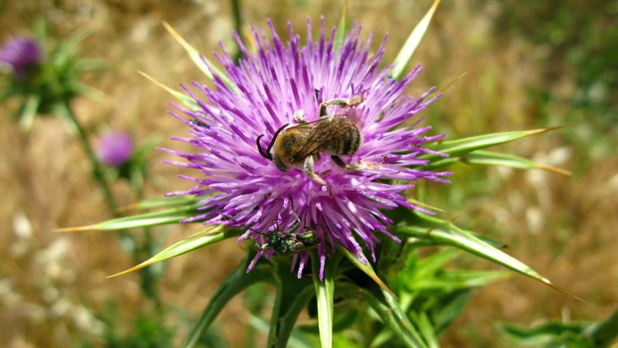Dónde ver cardos borriqueros en España en primavera: la curiosa flor usada como insulto