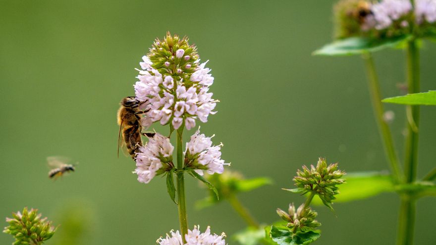 Constatan que la crisis climática desajusta el reloj de la naturaleza
