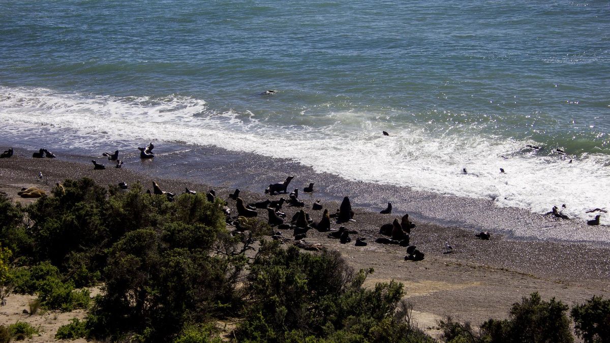 Lobos marinos en Caleta Valdés. Esta es una de las playas donde se produce la famosa varada de las orcas.