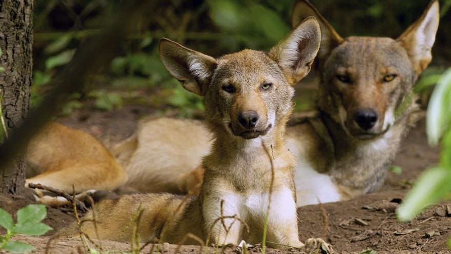 Una extraña alianza entre aves y lobos permite que una especie amenazada siga criando en libertad