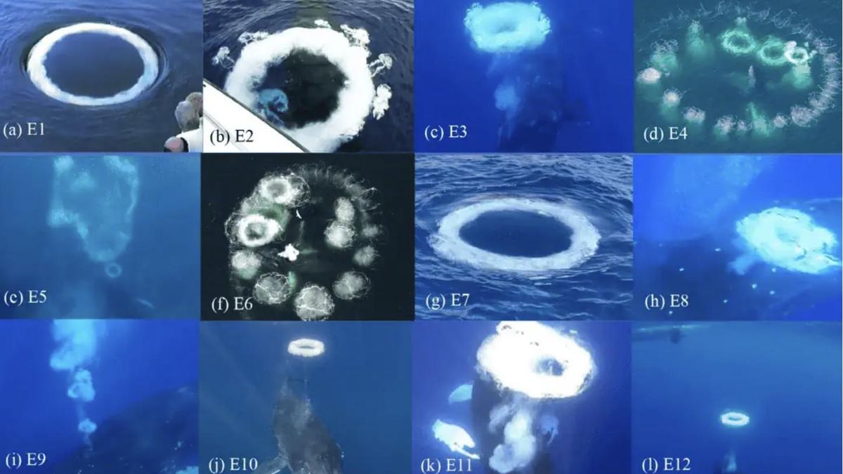 No hay certeza sobre el significado de los anillos