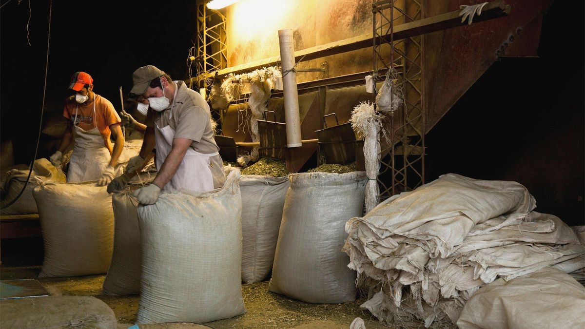 Empleados empaquetan yerba mate en grandes bolsas en una plantación de Misiones, Argentina. El país es actualmente el líder en superficie cultivada de yerba mate, mientras que los proyectos en Uruguay son en su mayoría de pequeña escala.