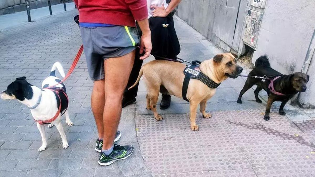 Diluir los orines de mascotas por obligación, un debate sin consenso en un Madrid de perros
