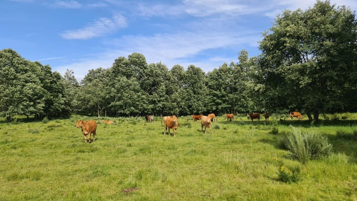 Una de las medidas de prevención contra los incendios en Triufé (Zamora) ha sido meter vacas con pastoreo dirigido.