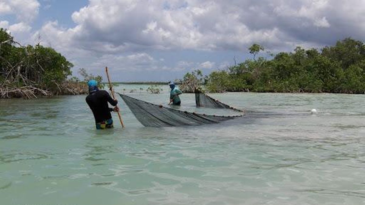 Juan Jacobo Schmitter arrastrando un chinchorro playero en la bahía de Chetumal, Quintana Roo, en 2018. En la parte más interna (dulceacuícola) de la bahía hay pez diablo; en la parte más externa (marina), hay pez león (Pterois volitans)