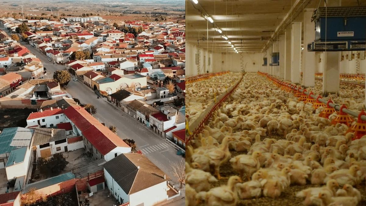 Pueblos Vivos de Cuenca clama contra una macrogranja avícola que podría llegar hasta “738.000 pollos por año”