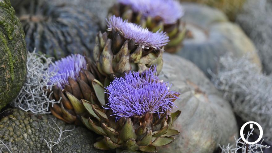 'Inversiones', de Emily Thompson, en el Patio de los Naranjos