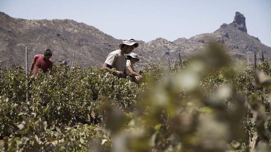 Labores vitivinícola en las medianías de las islas.