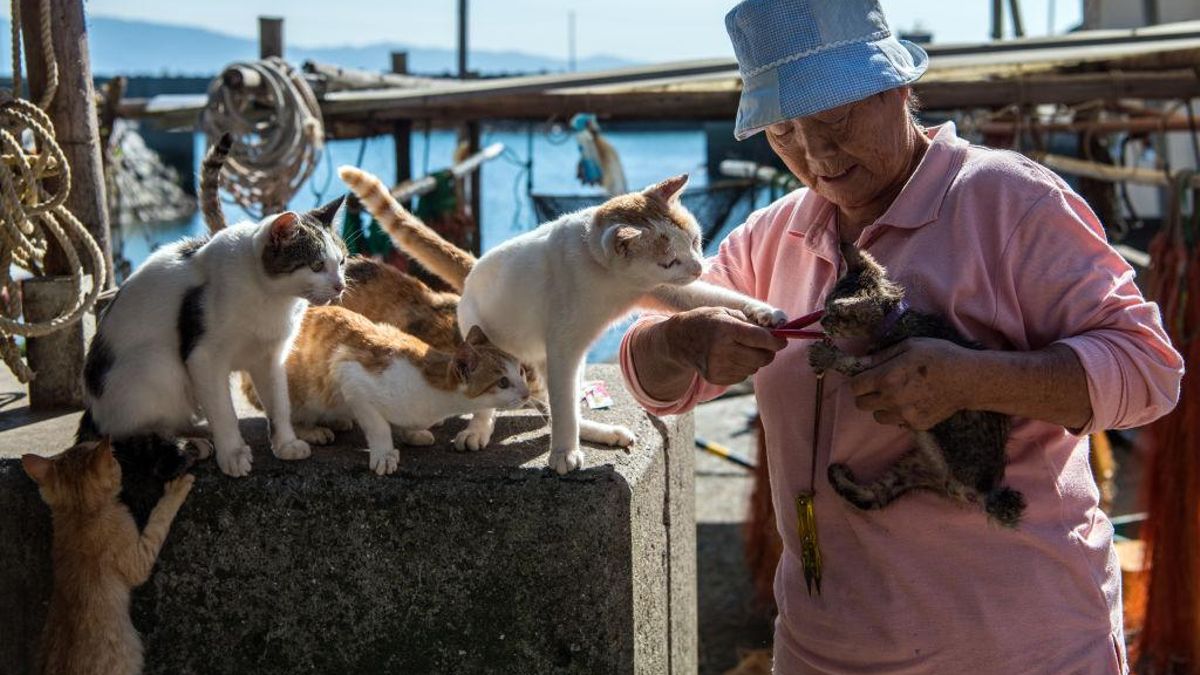 Una residente de la isla de Aoshima alimenta a los gatos