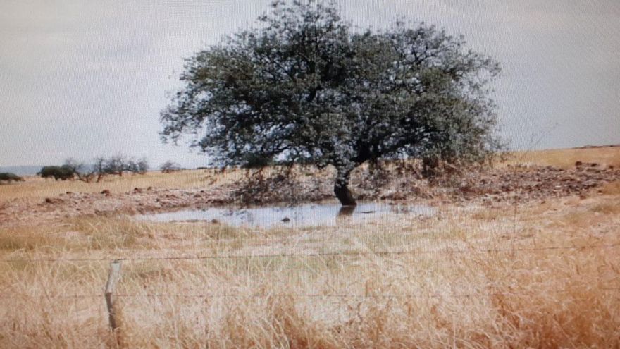 Denuncian la seca de encinas centenarias para poder construir una megaplanta fotovoltaica