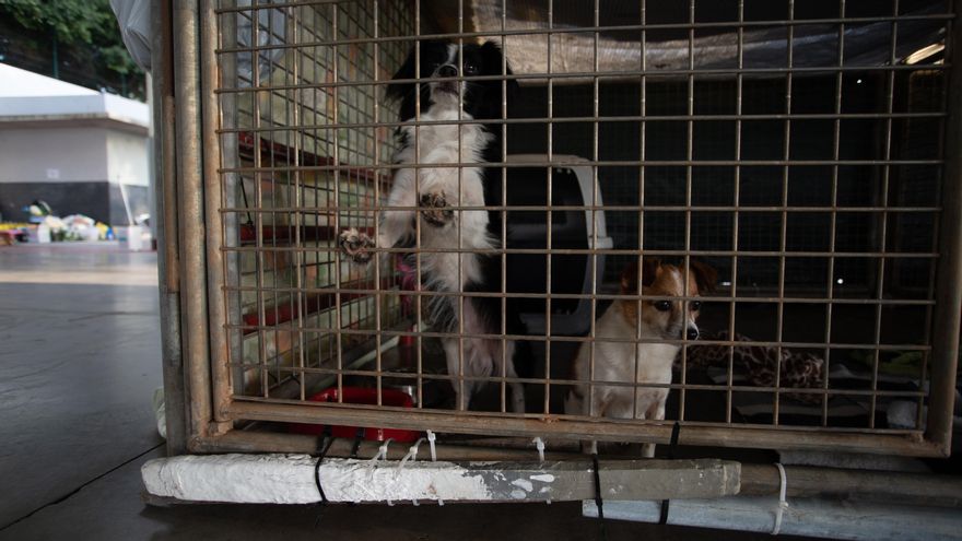 Perros alojados en el Instituto Eusebio Barreto.