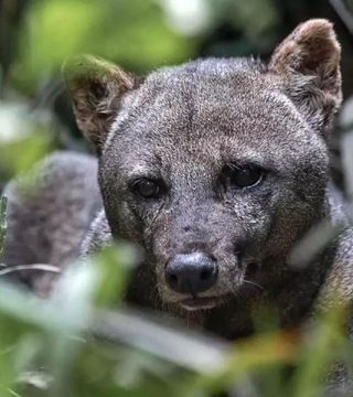 La subsistencia del perro de orejas cortas depende de la calidad del bosque donde habita. Foto: Renata Leite Pitman
