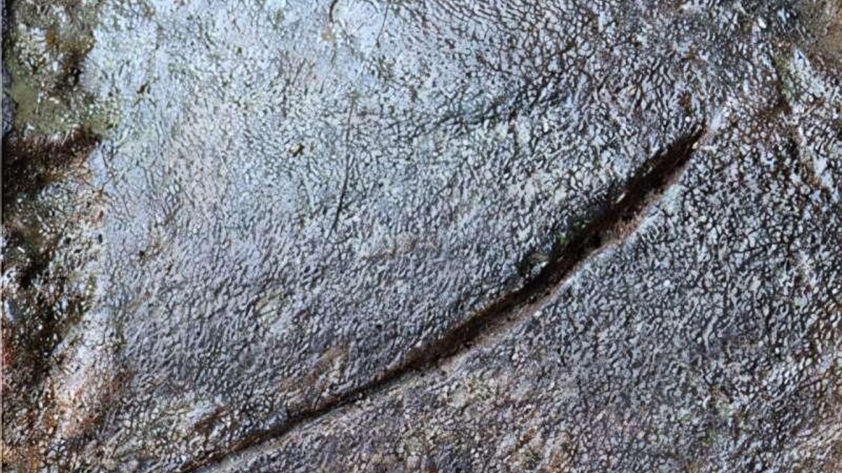 Los dos ejemplos muestran formas distintas de obtener alimento