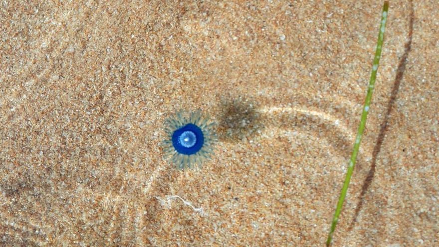 Bandera amarilla en Las Teresitas por la presencia de una curiosa 'aguaviva'