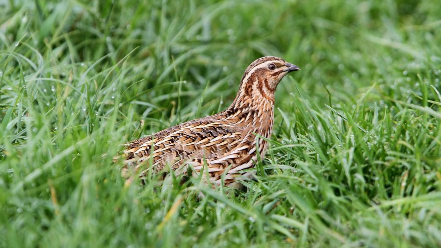 Un dictamen científico del Gobierno abre la puerta a evitar la caza de un millón de codornices al año