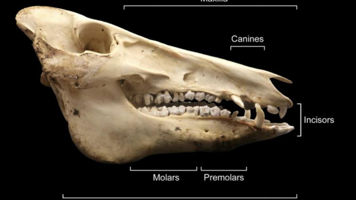 El estudio demuestra que detrás de un simple adorno había una secuencia de gestos técnicos, decisiones prácticas y una intención decorativa