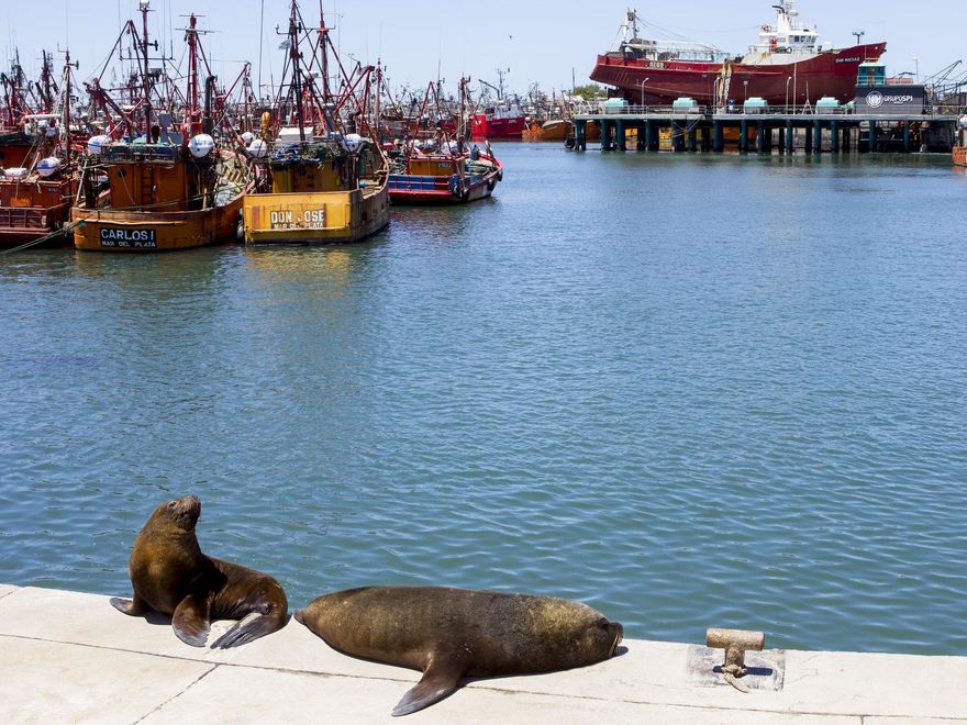 Lobos marinos en la Banquina de los Pescadores. Mar del Plata.