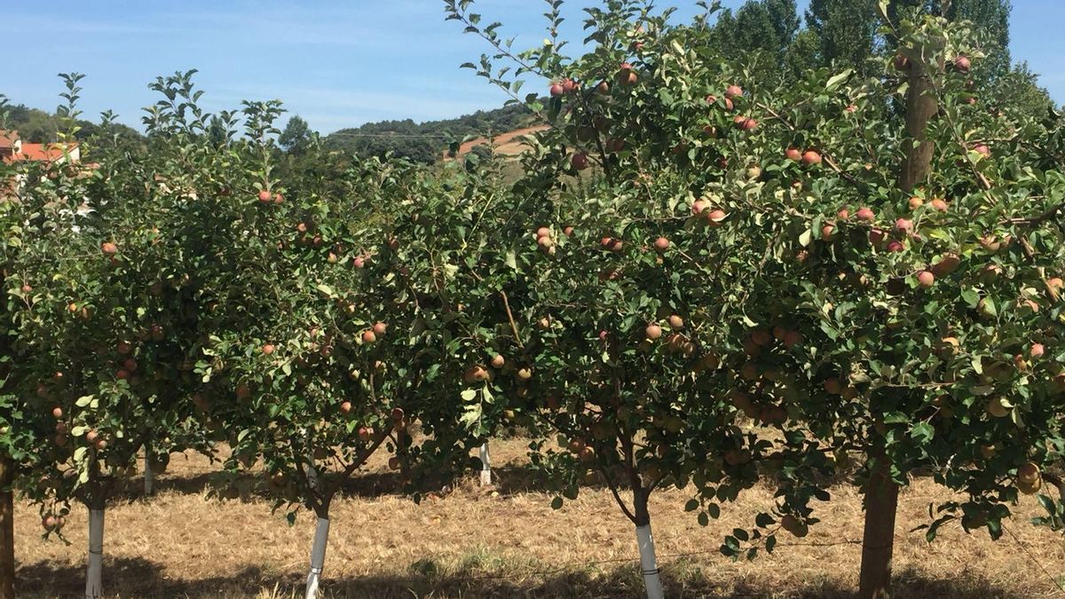 El Gobierno de Cantabria no ve motivo de alarma tras los tres casos de mosca oriental de la fruta detectados en Astillero